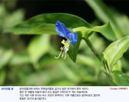 달개비 꽃 사랑 - 닭의장풀