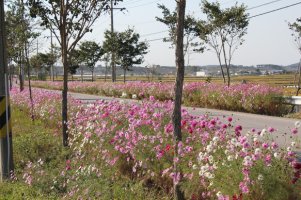 20101015 C반 고창 선운사 및 정읍 구절초축제 여행사진