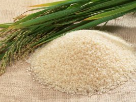 쌀 수확량 사상최대에 한숨이 왠말?