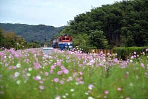 북천 코스모스 메밀축제