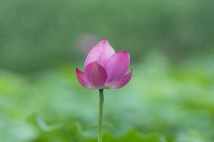 관곡지에서