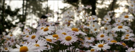 정읍 구절초 축제의 풍경 (첫번째 이야기)