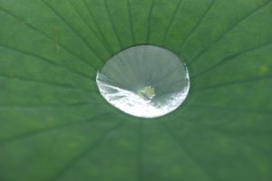 시흥 관곡지