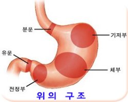 입,위. 소장. 대장 속들어가기