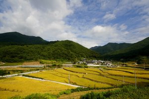 산촌의 황금들녁