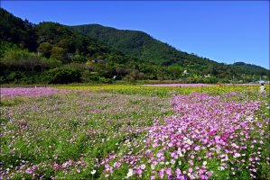 정읍 구절초 축제 [1]