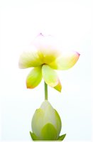 관곡지 蓮