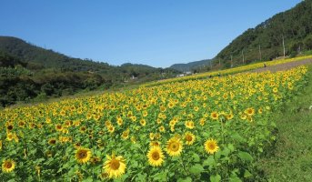 정읍 구절초 축제 ---(1)