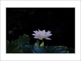 관곡지..7-3