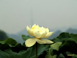 시흥 관곡지의 연꽃