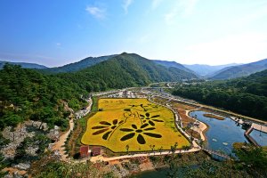 정읍 구절초 축제에서 가을정취 느껴보세요~