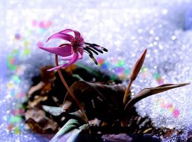 사랑 이미지