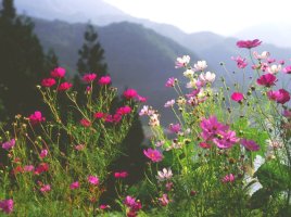 (10) 코스모스 ㅡ물결같은 그리움의 별바라기꽃