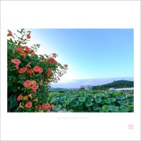 관곡지 소경