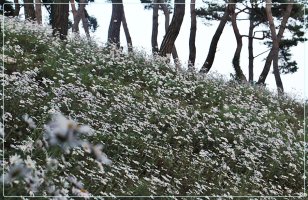 정읍 구절초 축제