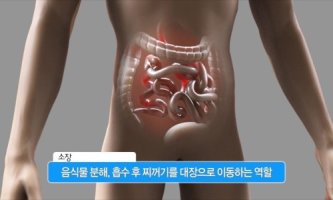 혈당이 소화 및 흡수되는 소장에서 하는 일은?