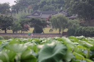 2012.6.24.시흥 관곡지