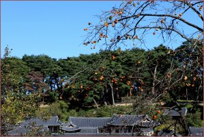 강릉 / 선교장(船橋莊)의 가을