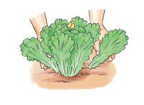 상추