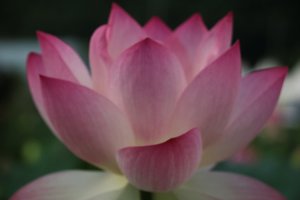 시흥 관곡지