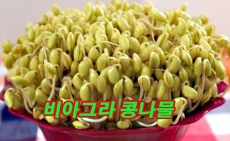 콩나물 이미지