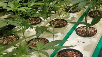 캐나다, 오늘(17일)부터 마리화나 합법화..세계 2번째