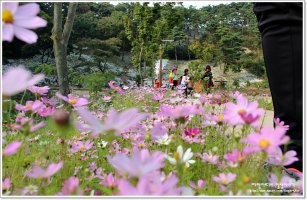 정읍 구절초 축제 2017 여행코스 추천 3