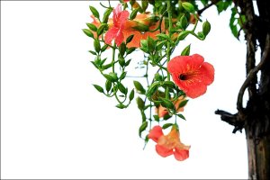 (시흥)관곡지의 우중 연화(雨中蓮花)