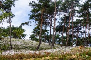 제7회 정읍 구절초 축제에 다녀왔습니다.