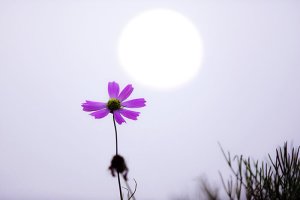 관곡지에서