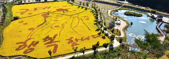 정읍 구절초 축제