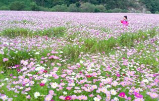 정읍 구절초 축제