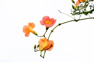 관곡지