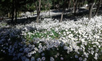 정읍구절초축제