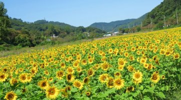 정읍 구절초 축제 ---(1)