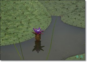 관곡지에서