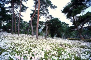 정읍 구절초 축제 ~