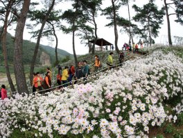 [번개출사] 정읍구절초 축제 담양 메타프로방스