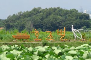 2019-6-16 시흥 관곡지