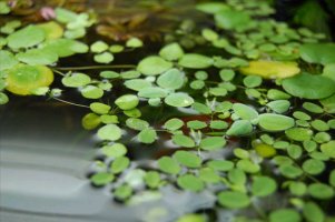 都 はるみ/ 浮草ぐらし