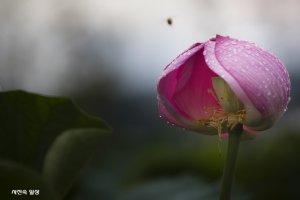 연밥을 감싸고 있는 연(蓮)-관곡지에서
