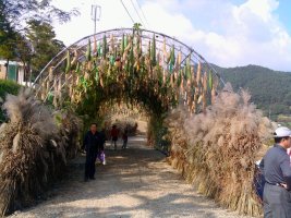 정읍 구절초 축제