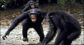 침팬지 화나면무서워