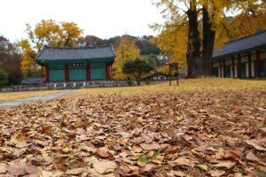 전주 향교 은행나무