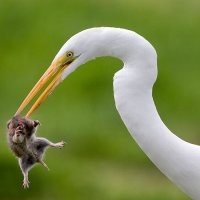 볼수록 절묘한 순간포착