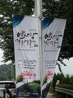 연꽃 확산지 관곡지를 를 다녀와서