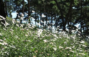 정읍 구절초 축제 ---(2)