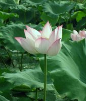 2008.8.4일 관곡지연꽃