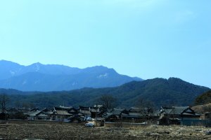 거창 황산 전통한옥마을과 수령 510년된 은행나무