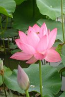 2008.8.4일 관곡지연꽃